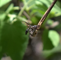 Eosalpingogaster
