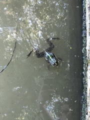 Pelophylax