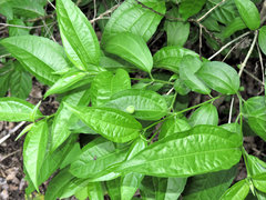 Strychnos panamensis