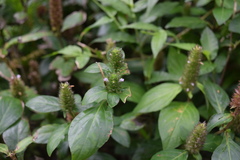 Lepidagathis alopecuroidea