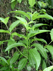 Strychnos panamensis