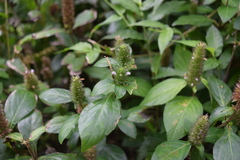 Lepidagathis alopecuroidea