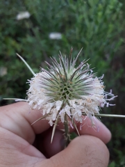 Dipsacus comosus