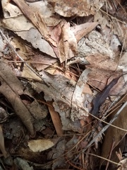 Opisthopsis