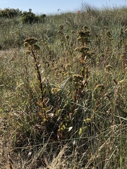 Hylotelephium maximum