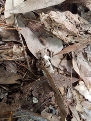 Opisthopsis