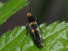 Micropterix aureatella