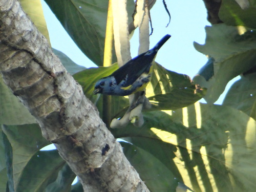 Tangara mexicana