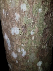 Pandercetes gracilis