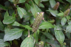 Lepidagathis alopecuroidea