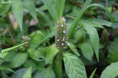 Lepidagathis alopecuroidea