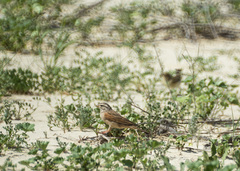 Emberiza striolata