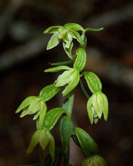 Epipactis placentina