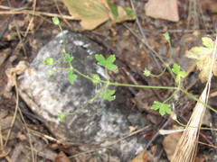 Geranium divaricatum