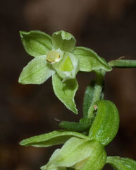 Epipactis placentina