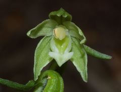 Epipactis placentina
