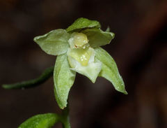 Epipactis placentina