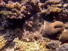 Stichodactyla mertensii