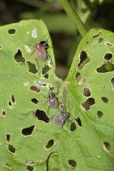 Neofidia humeralis