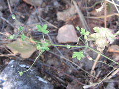 Geranium divaricatum
