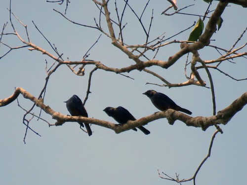Tangara velia