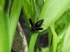 Parachartergus apicalis