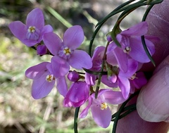 Boronia nematophylla