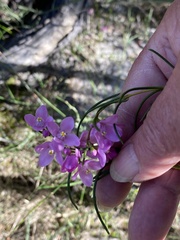 Boronia nematophylla