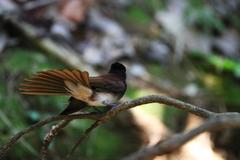 Terpsiphone atrocaudata