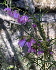Boronia nematophylla