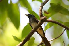 Terpsiphone atrocaudata