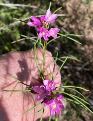 Boronia nematophylla