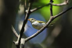 Phylloscopus coronatus