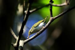 Phylloscopus coronatus