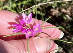 Boronia nematophylla