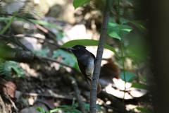 Terpsiphone atrocaudata