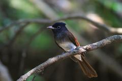 Terpsiphone atrocaudata