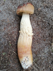 Aureoboletus projectellus