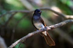 Terpsiphone atrocaudata