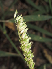 Melica altissima