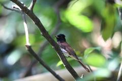 Terpsiphone atrocaudata