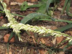 Melica altissima