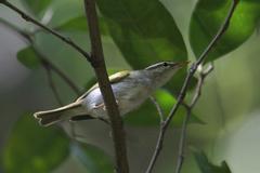 Phylloscopus coronatus