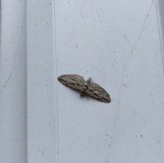 Eupithecia phoeniceata