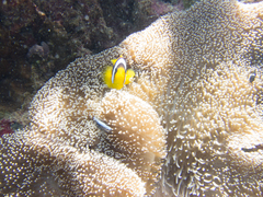 Stichodactyla mertensii