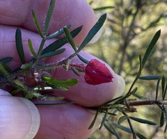 Boronia molloyae