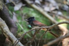 Terpsiphone atrocaudata