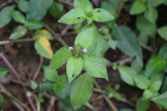 Lepidagathis alopecuroidea