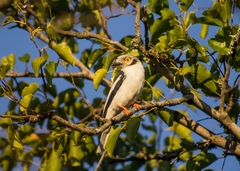 Prionops plumatus poliocephalus