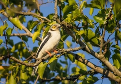 Prionops plumatus poliocephalus